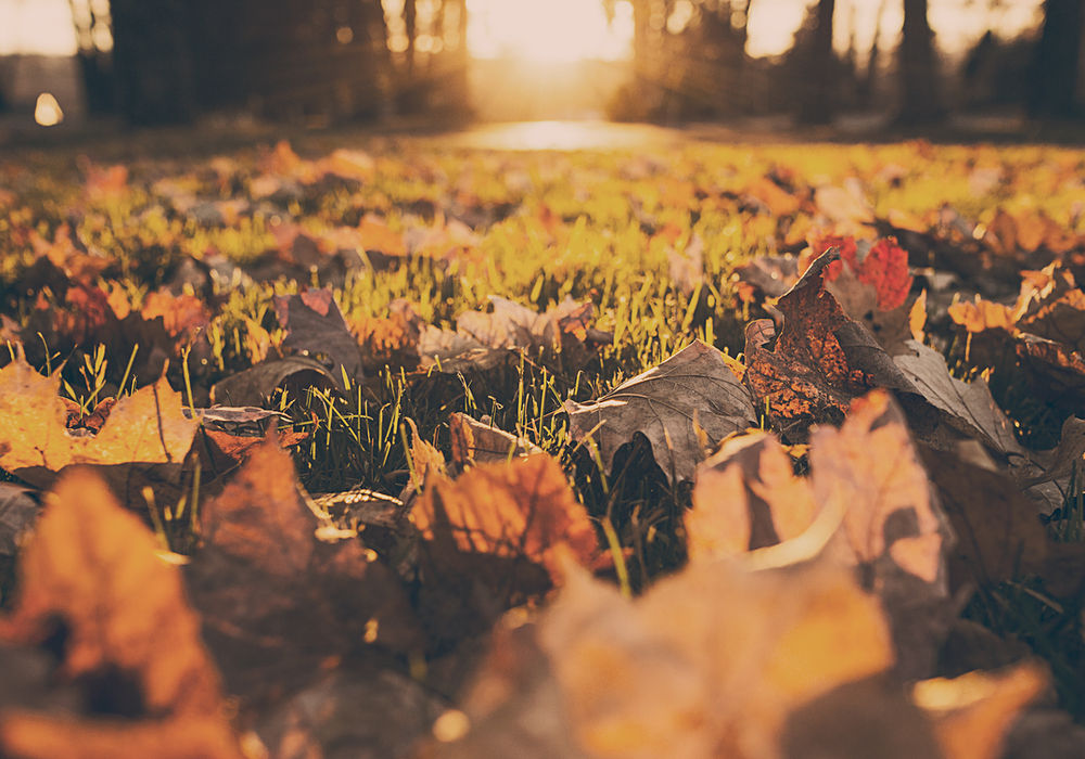 Fall leaf cleanup on a residential property
